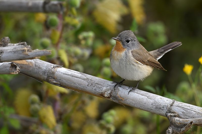 Red-breasted Flycatcher (Ficedula parva)