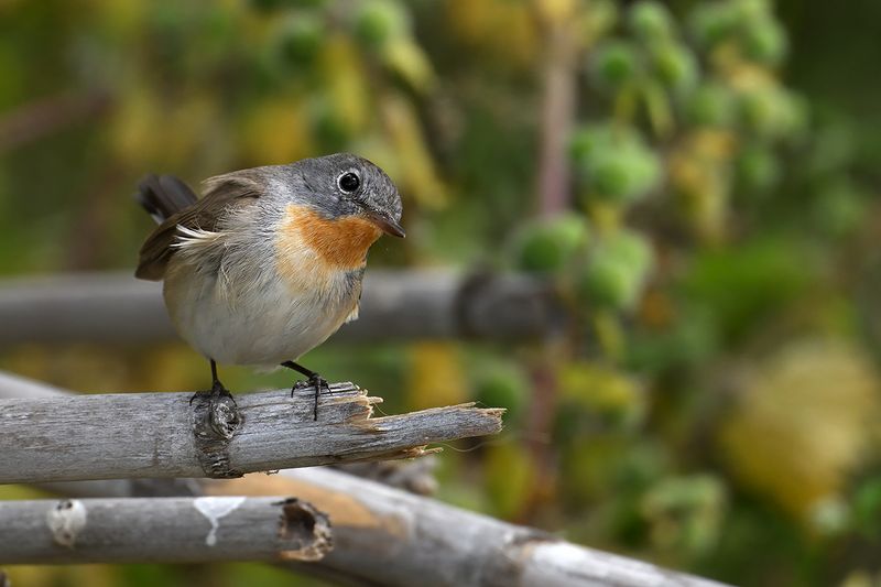 Red-breasted Flycatcher (Ficedula parva)