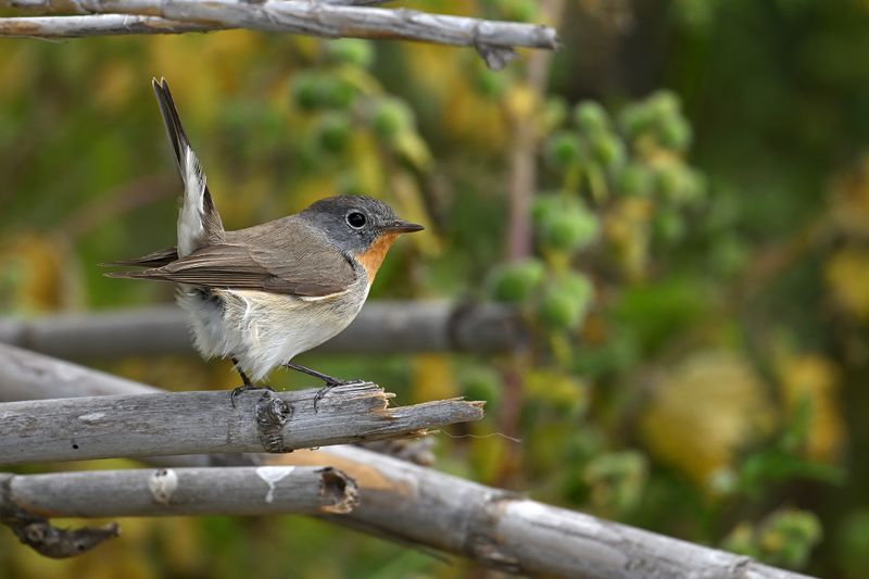Red-breasted Flycatcher (Ficedula parva)