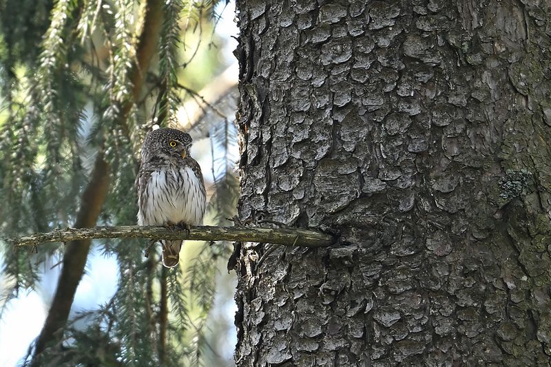Eurasian Pygmy Owl (Glaucidium passerinum)