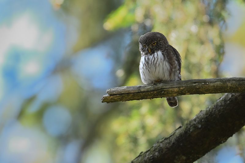 Eurasian Pygmy Owl (Glaucidium passerinum)