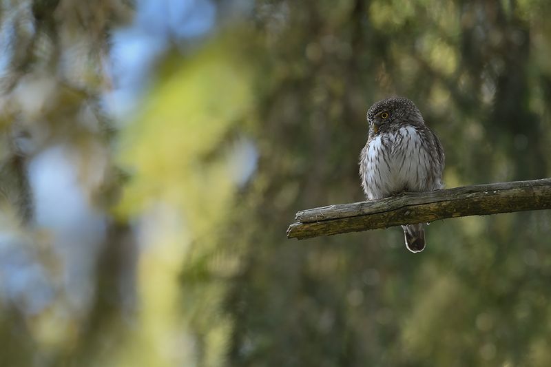 Eurasian Pygmy Owl (Glaucidium passerinum)