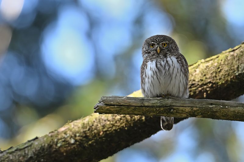 Eurasian Pygmy Owl (Glaucidium passerinum)