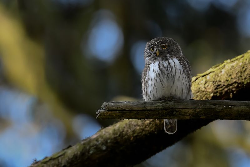 Eurasian Pygmy Owl (Glaucidium passerinum)