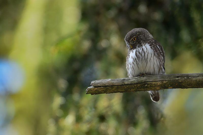 Eurasian Pygmy Owl (Glaucidium passerinum)