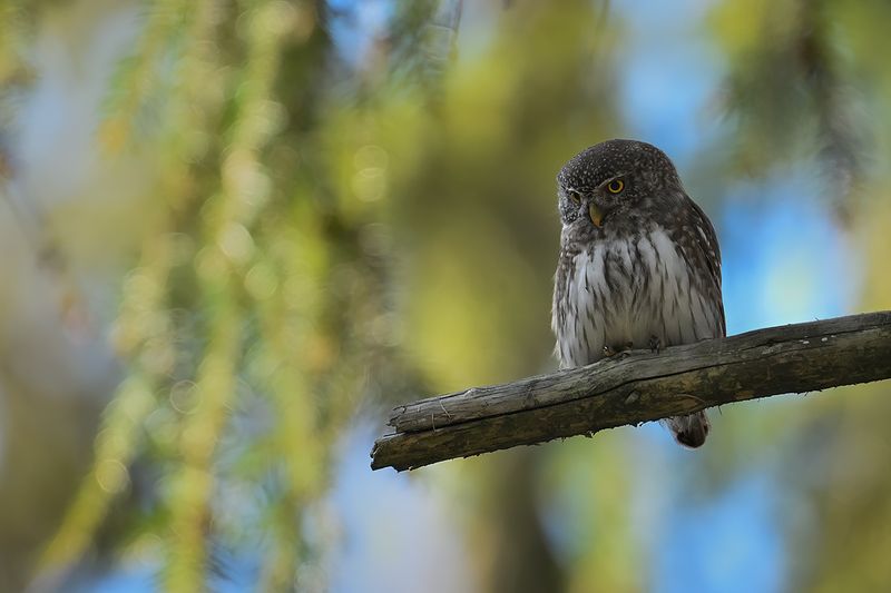 Eurasian Pygmy Owl (Glaucidium passerinum)