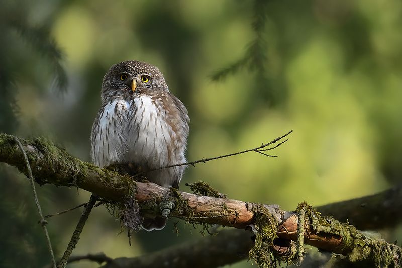 Eurasian Pygmy Owl (Glaucidium passerinum)