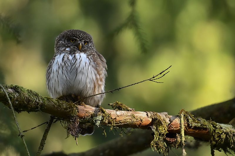 Eurasian Pygmy Owl (Glaucidium passerinum)