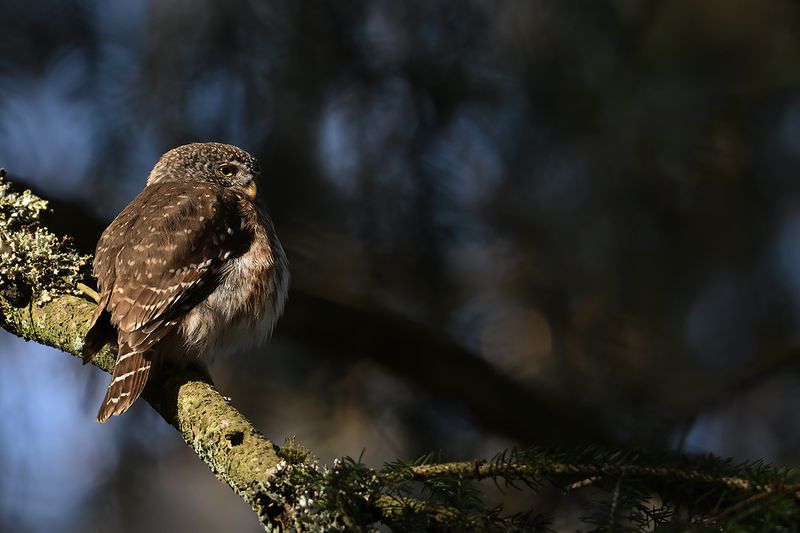 Eurasian Pygmy Owl (Glaucidium passerinum)
