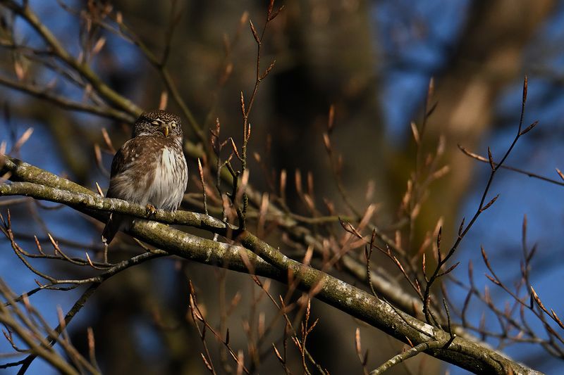 Eurasian Pygmy Owl (Glaucidium passerinum)