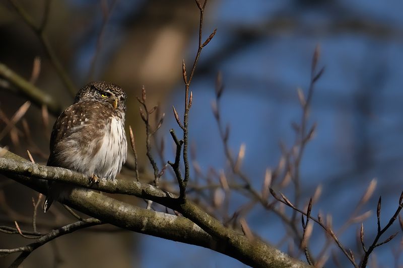 Eurasian Pygmy Owl (Glaucidium passerinum)