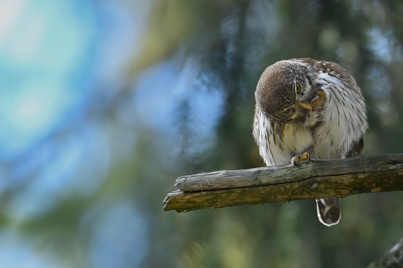 Eurasian Pygmy Owl (Glaucidium passerinum)
