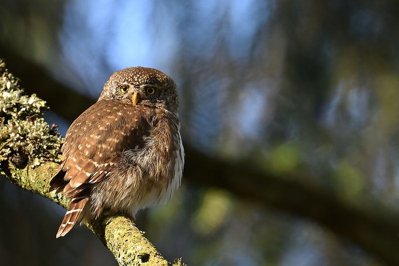 Eurasian Pygmy Owl (Glaucidium passerinum)