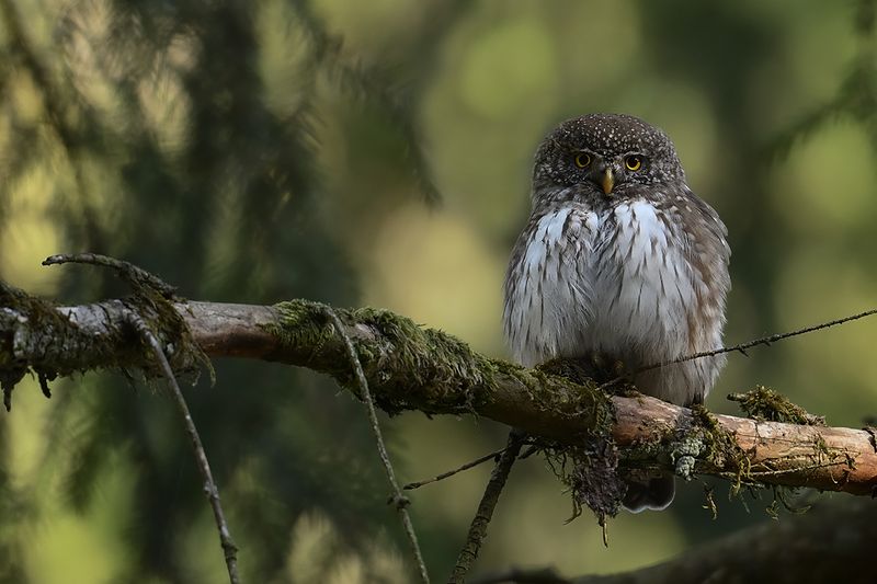 Eurasian Pygmy Owl (Glaucidium passerinum)