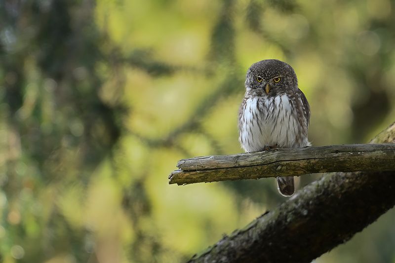 Eurasian Pygmy Owl (Glaucidium passerinum)