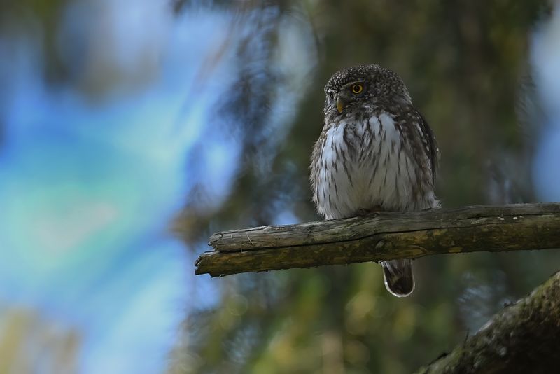 Eurasian Pygmy Owl (Glaucidium passerinum)
