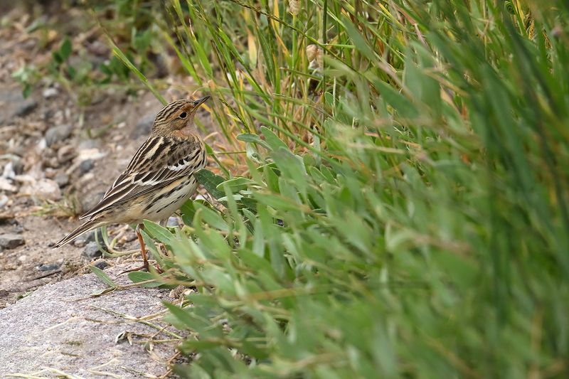 Red-throated Pipit (Anthus cervinus)