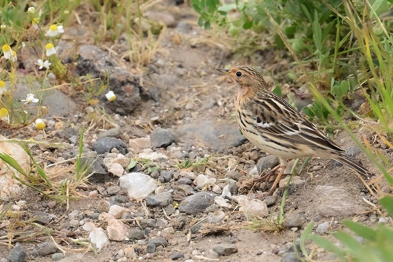 Red-throated Pipit (Anthus cervinus)