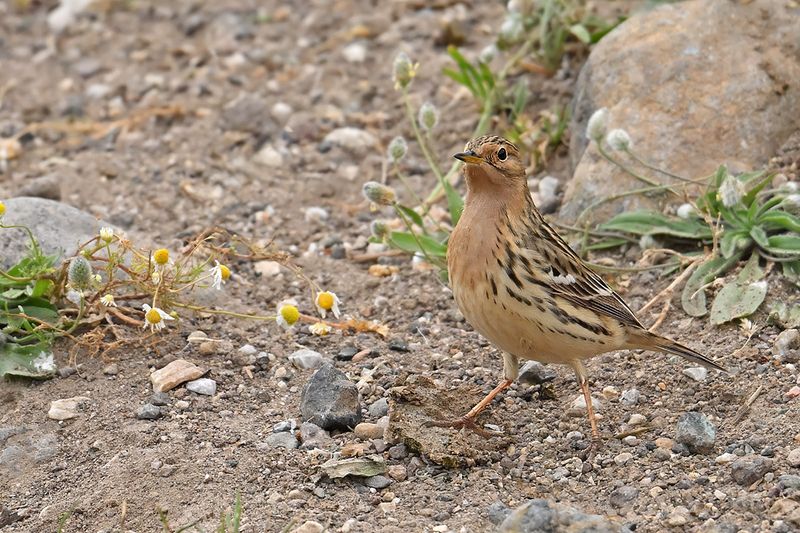 Red-throated Pipit (Anthus cervinus)