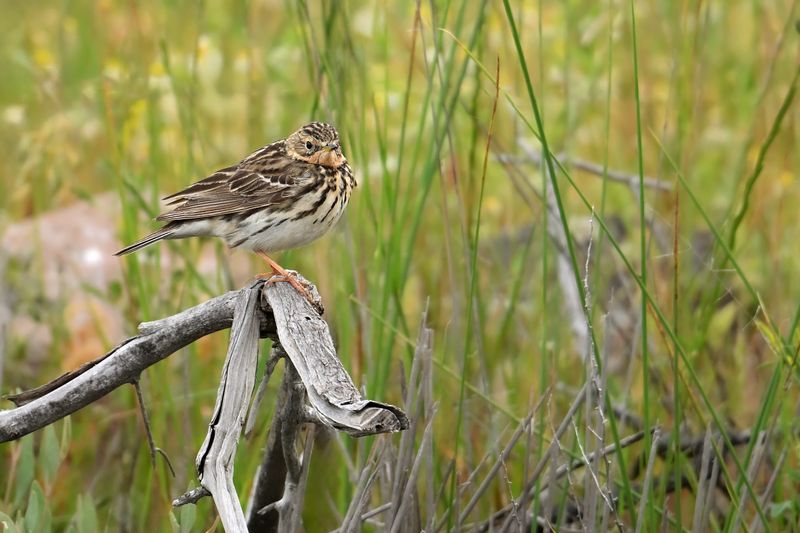 Gallery Red-throated Pipit