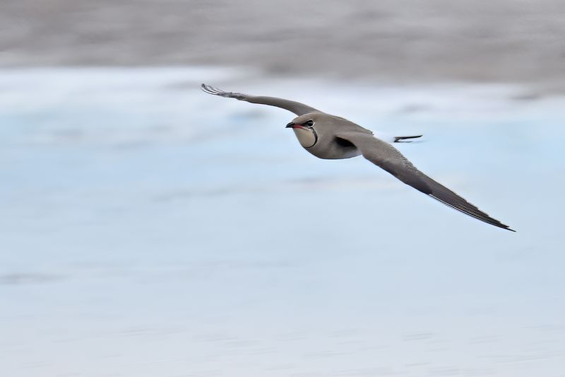 Collared pratincole (Glareola pratincola)