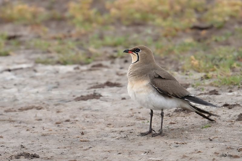Collared pratincole (Glareola pratincola)