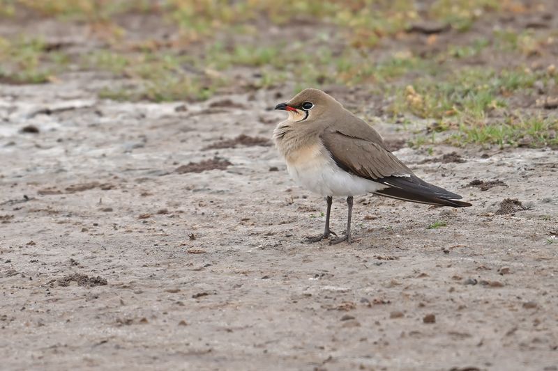 Gallery Collared Pratincole