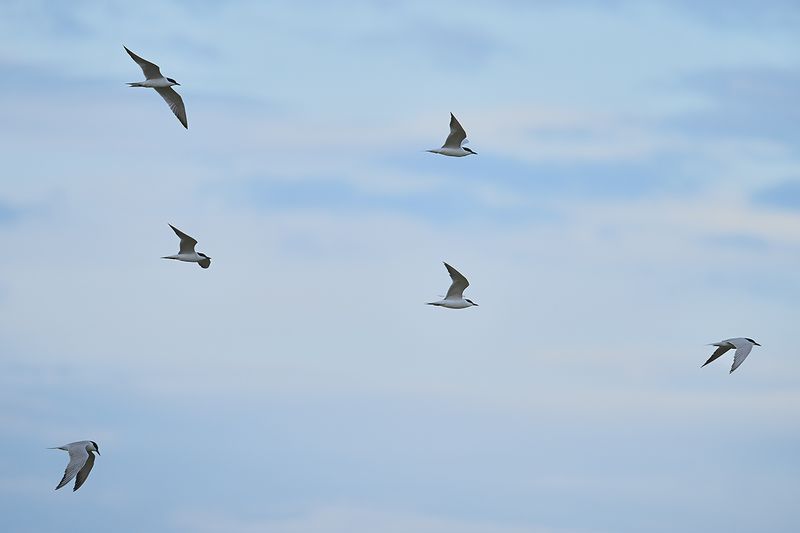 Gull-billed tern (Gelochelidon nilotica)
