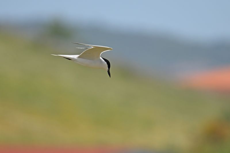 Gallery Gull-billed Tern