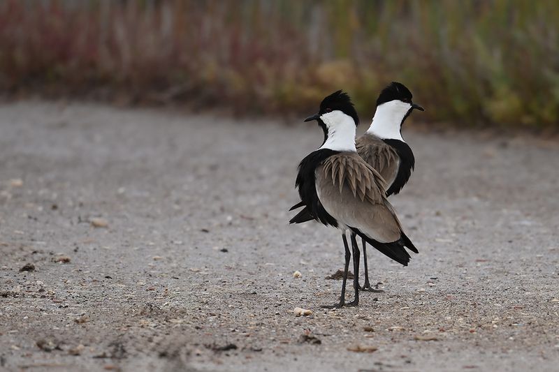 Gallery Spur-winged Plover