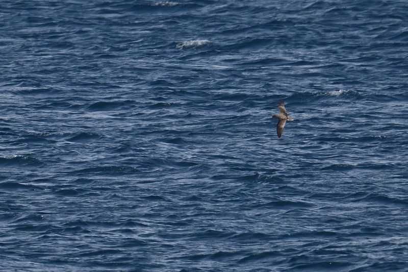 Scopoli's shearwater (Calonectris diomedea) 