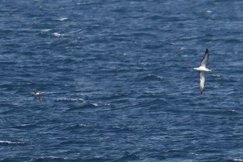 Scopoli's shearwater (Calonectris diomedea) 