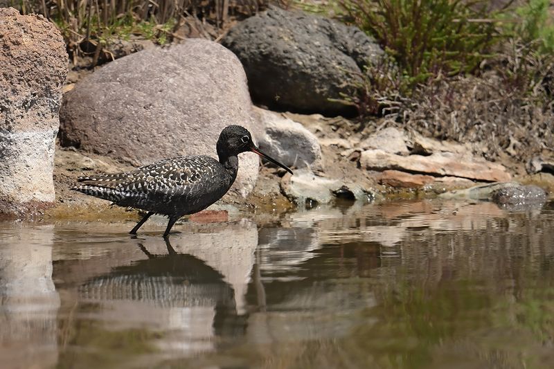 Spotted Redshank (Tringa erythropus)