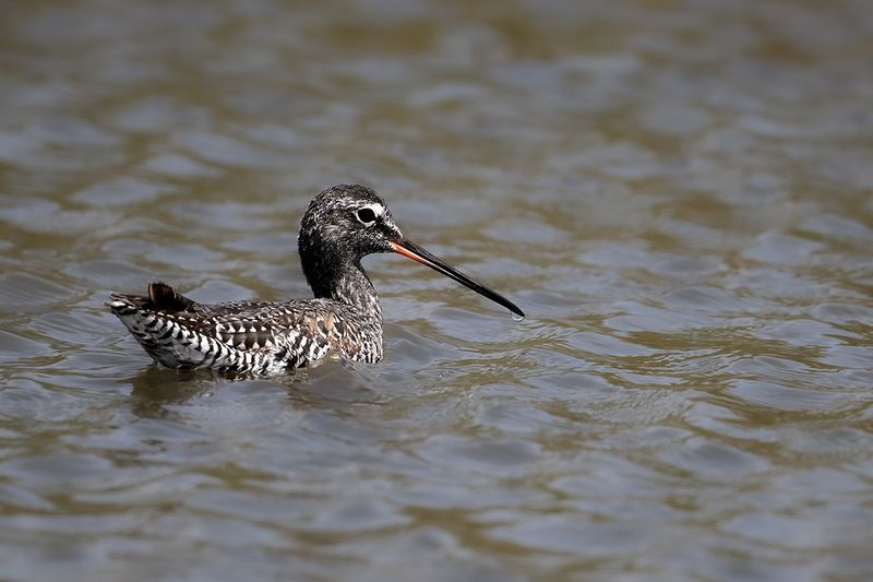 Spotted Redshank (Tringa erythropus)