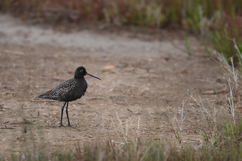 Spotted Redshank (Tringa erythropus)