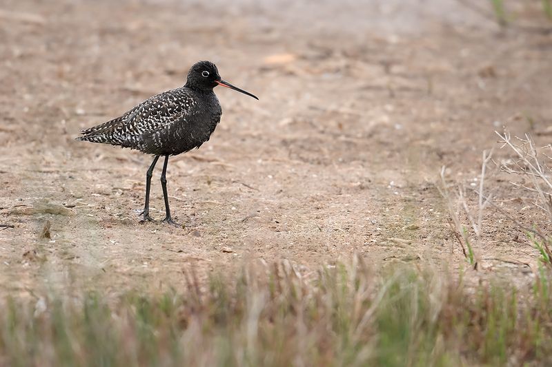 Spotted Redshank (Tringa erythropus)