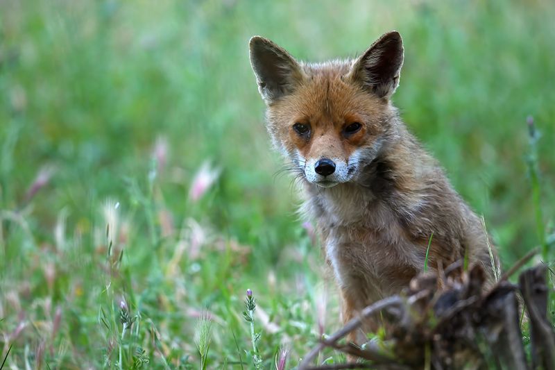 Gallery Eurasian Red Fox