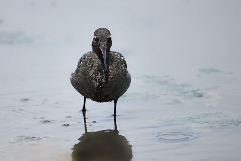 Spotted Redshank (Tringa erythropus)