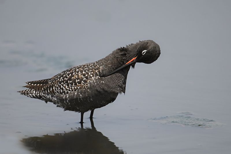 Spotted Redshank (Tringa erythropus)