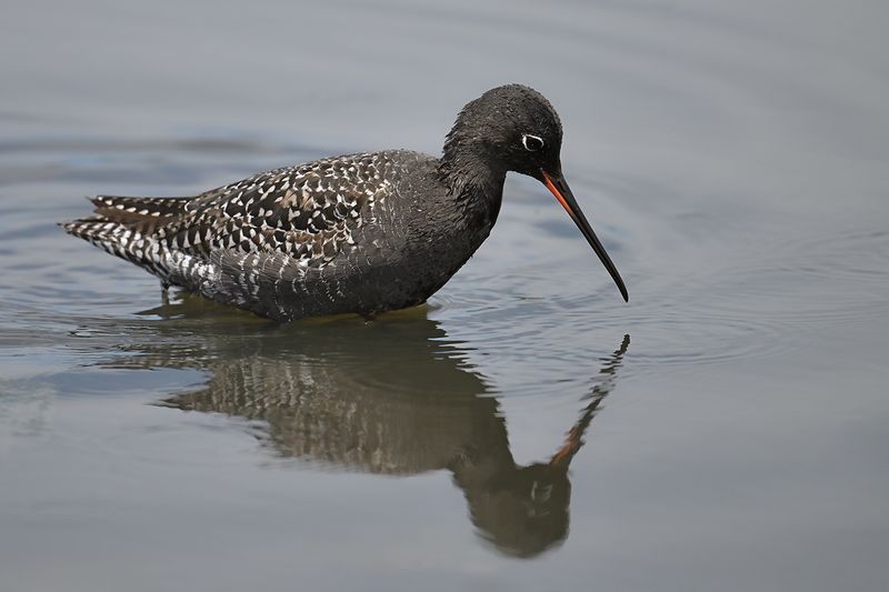 Spotted Redshank (Tringa erythropus)
