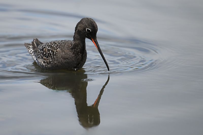 Spotted Redshank (Tringa erythropus)