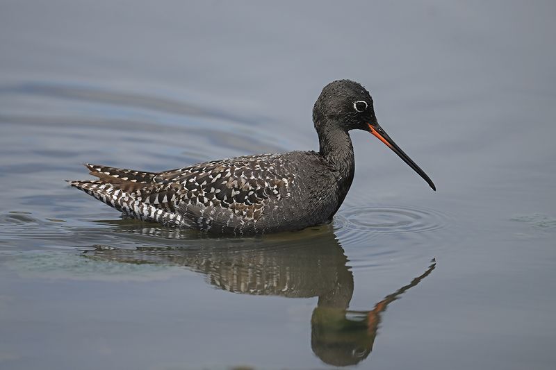 Spotted Redshank (Tringa erythropus)