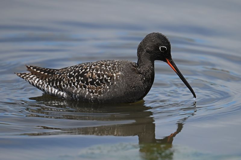 Gallery Spotted Redshank