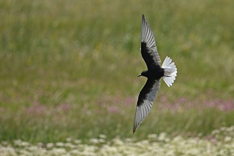 White-winged Tern (Chlidonias leucopterus)