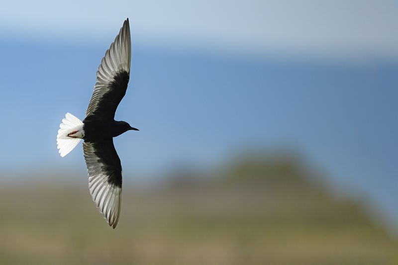 Gallery White-winged Black Tern