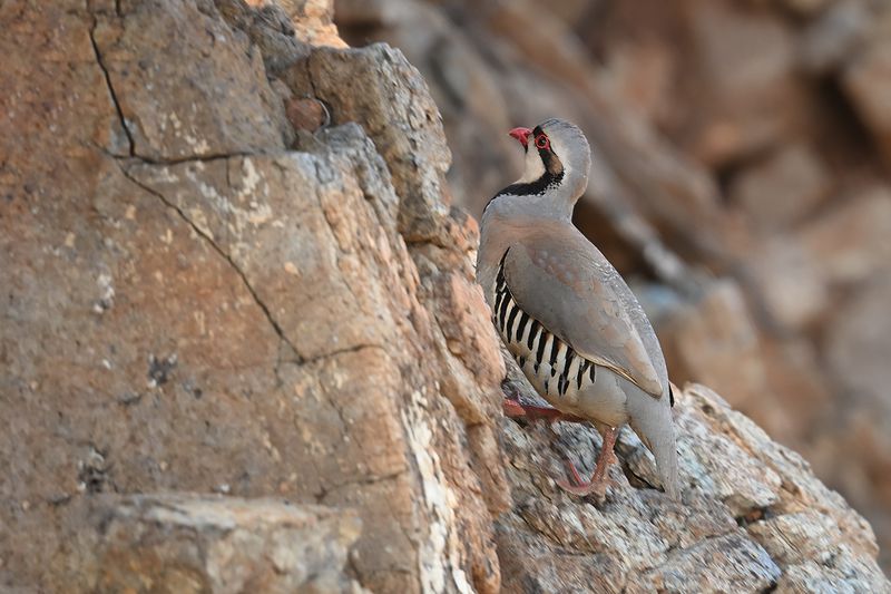 Chukar (Alectoris chukar)
