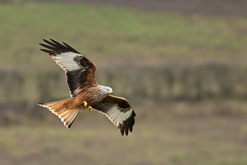 Gallery Red Kite