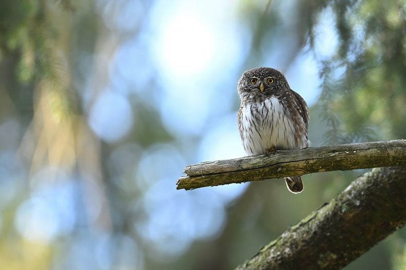 Eurasian Pygmy Owl (Glaucidium passerinum)