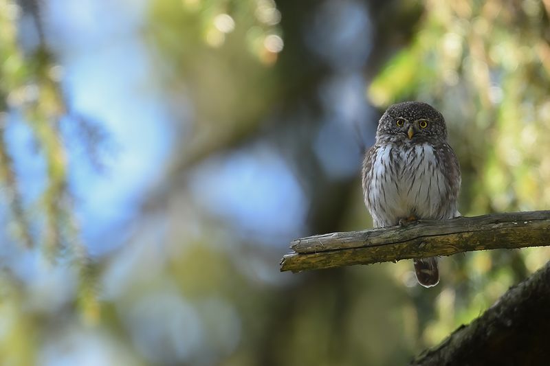 Eurasian Pygmy Owl (Glaucidium passerinum)