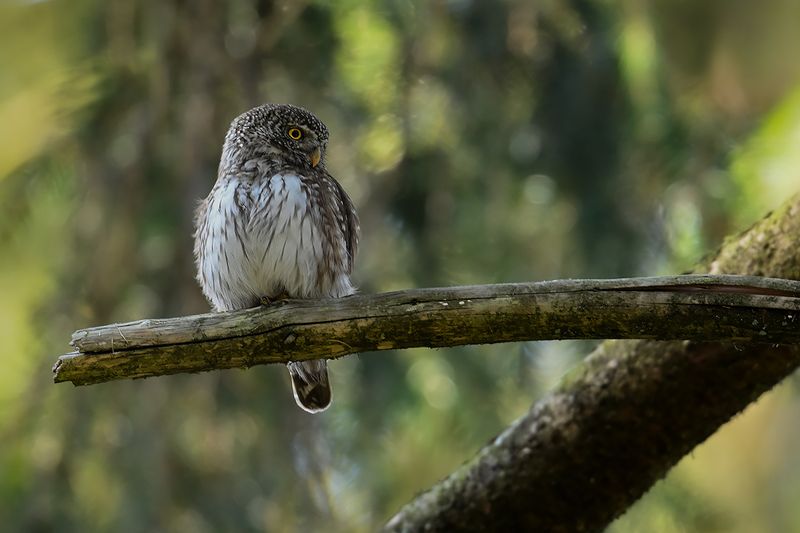 Eurasian Pygmy Owl (Glaucidium passerinum)